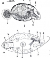 Platyhelminthes (flatworms)