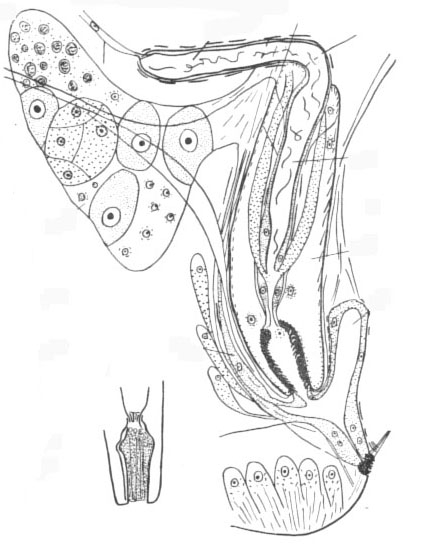 Xenocicerina gracilis Xenocicerina gracilis