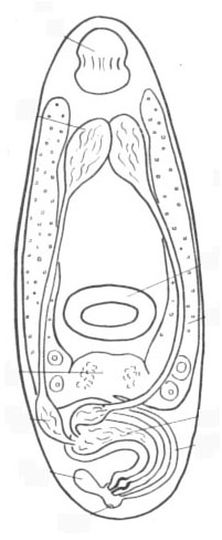 Xenocicerina gracilis Xenocicerina gracilis