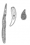 Zonorhynchus salinus