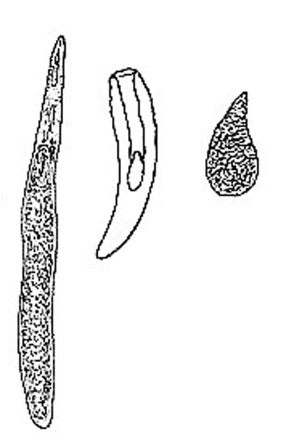 Zonorhynchus salinus Zonorhynchus salinus