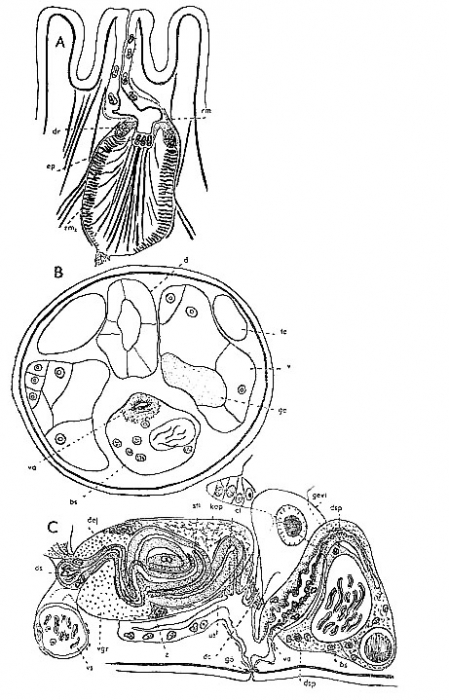 Zonorhynchus salinus Zonorhynchus salinus