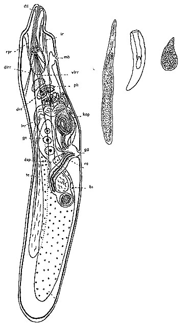 Zonorhynchus salinus Zonorhynchus salinus