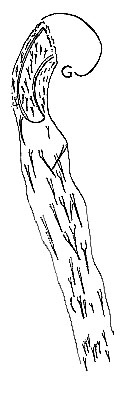 Zonorhynchus salinus Zonorhynchus salinus