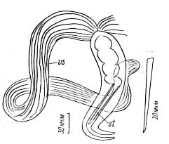Zonorhynchus seminascatus Zonorhynchus seminascatus