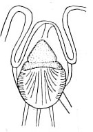 Zonorhynchus seminascatus Zonorhynchus seminascatus