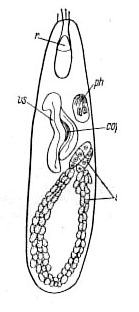 Zonorhynchus seminascatus Zonorhynchus seminascatus