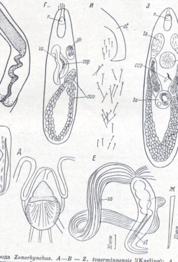 Zonorhynchus seminascatus Zonorhynchus seminascatus