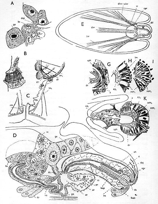 Zonorhynchus tvaerminnensis Zonorhynchus tvaerminnensis