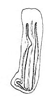 Zonorhynchus tvaerminnensis Zonorhynchus tvaerminnensis