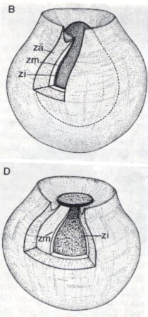 Cystiplana karlingi Cystiplana karlingi
