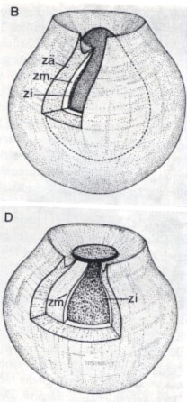 Cystiplana karlingi