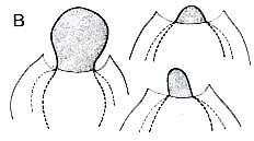 Cystiplana karlingi Cystiplana karlingi