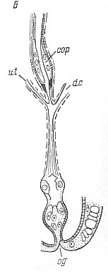 Cystiplana paradoxa Cystiplana paradoxa