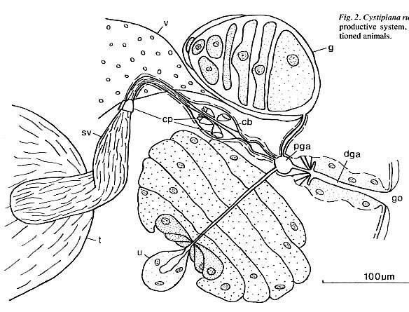 Cystiplana rubra