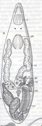 Cystiplex axi Cystiplex axi