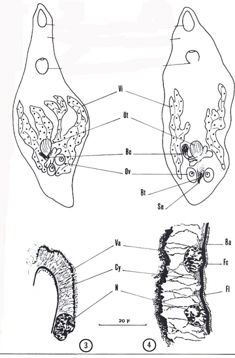 Cystirete graefei Cystirete graefei