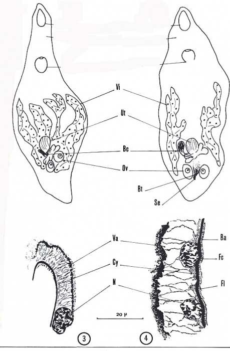 Cystirete graefei