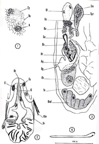 Cystirete graefei Cystirete graefei