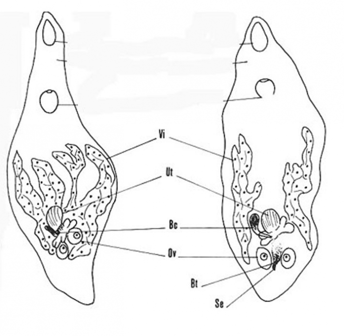 Cystirete graefei Cystirete graefei
