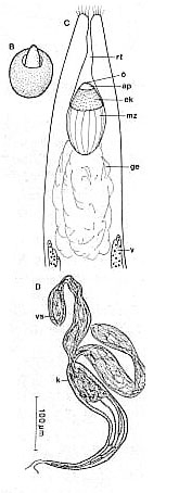 Nigerrhynchus opisthoporus Nigerrhynchus opisthoporus