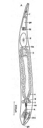 Nigerrhynchus opisthoporus