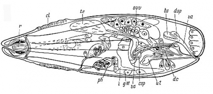 Cytocystis clitellatus