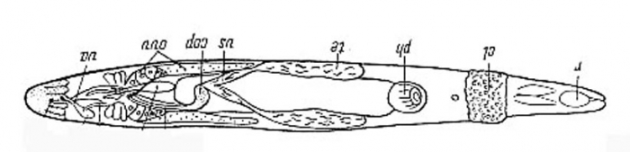 Cytocystis clitellatus Cytocystis clitellatus