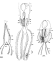 Platyhelminthes (flatworms)