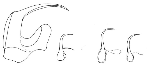 Prognathorhynchus karlingi Prognathorhynchus karlingi