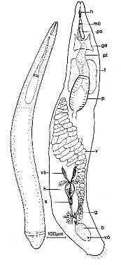 Cheliplana boadeni Cheliplana boadeni