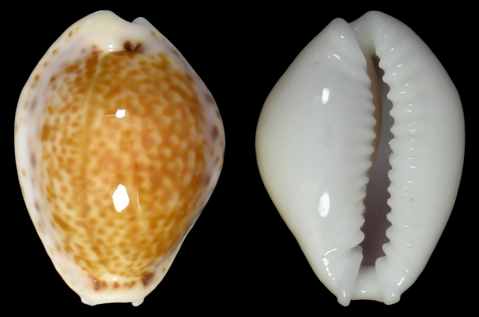 Naria acicularis acicularis Naria acicularis acicularis