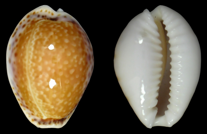 Naria acicularis acicularis