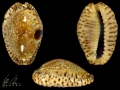 Mollusca (molluscs)