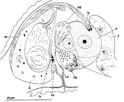 Cheliplanilla caudata