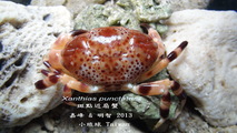 Xanthias punctatus, author: WJ Chen & LC Lo