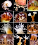 Hydrozoa (hydroids)