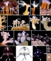 Hydrozoa (hydroids)