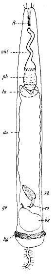 Cheliplanilla caudata Cheliplanilla caudata