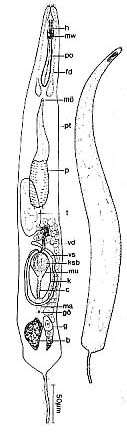 Cheliplanilla rubra