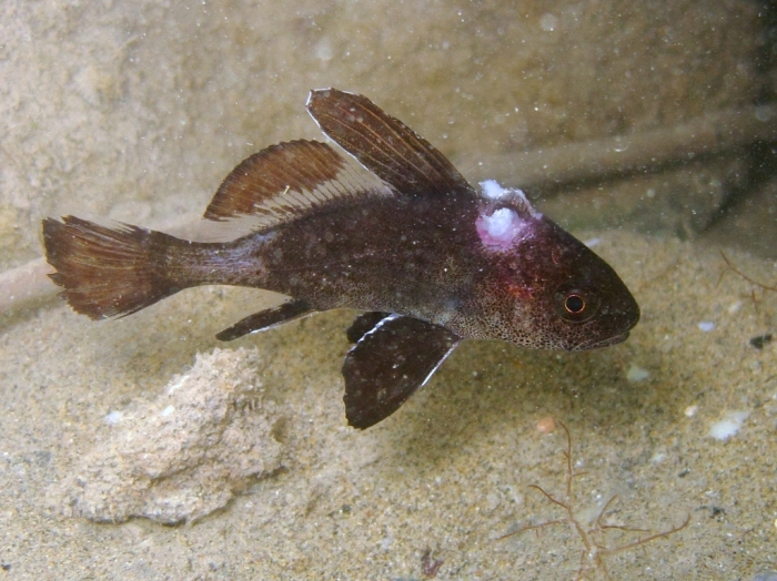 Sciaena umbra (juvenile) Sciaena umbra (juvenile)