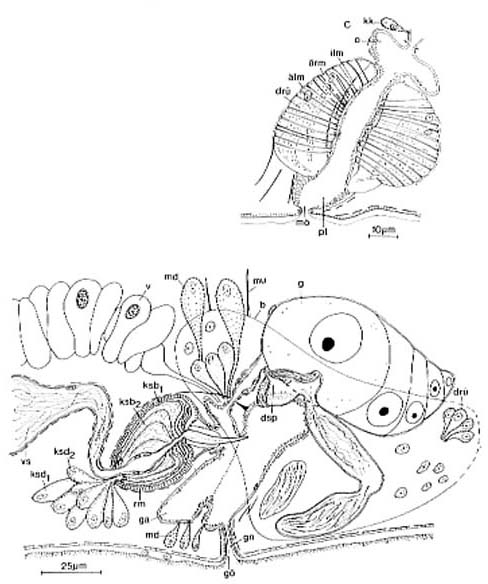 Karkinorhynchus bruneti Karkinorhynchus bruneti