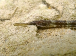 Syngnathus taenionotus