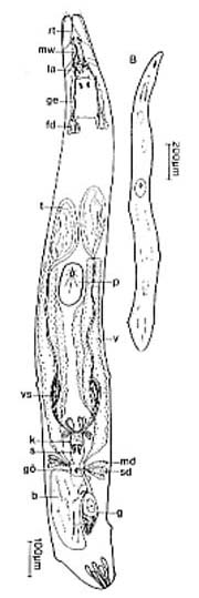 Karkinorhynchus bruneti Karkinorhynchus bruneti