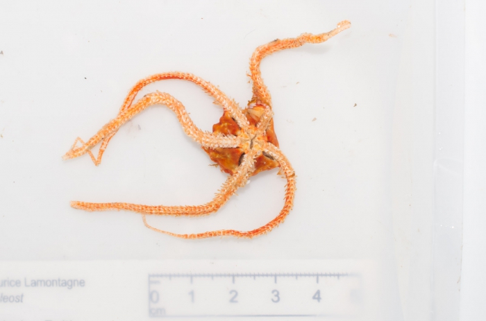 Ophioscolex glacialis (oral) Ophioscolex glacialis (oral)