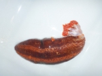 Orange-footed sea cucumber