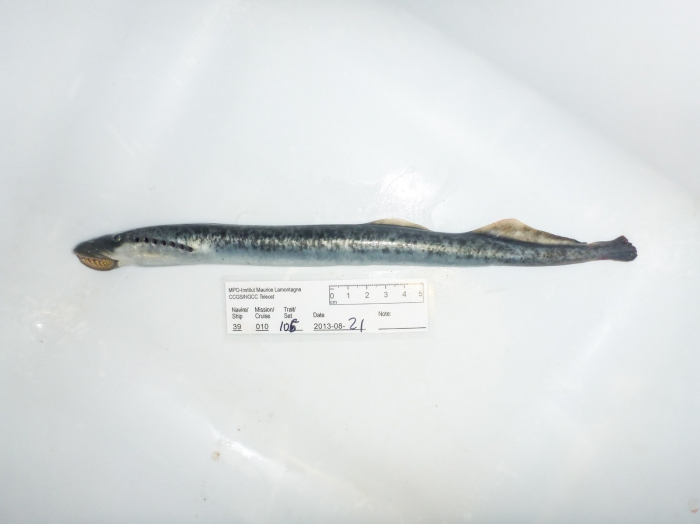 Sea lamprey Sea lamprey