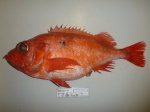 Sebastes - large redfish