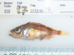 Sebastes - small redfish