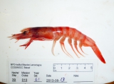 Aristeus antillensis - with scale, author: Fisheries and Oceans Canada, Claude Nozres